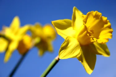 Línea de narcisos